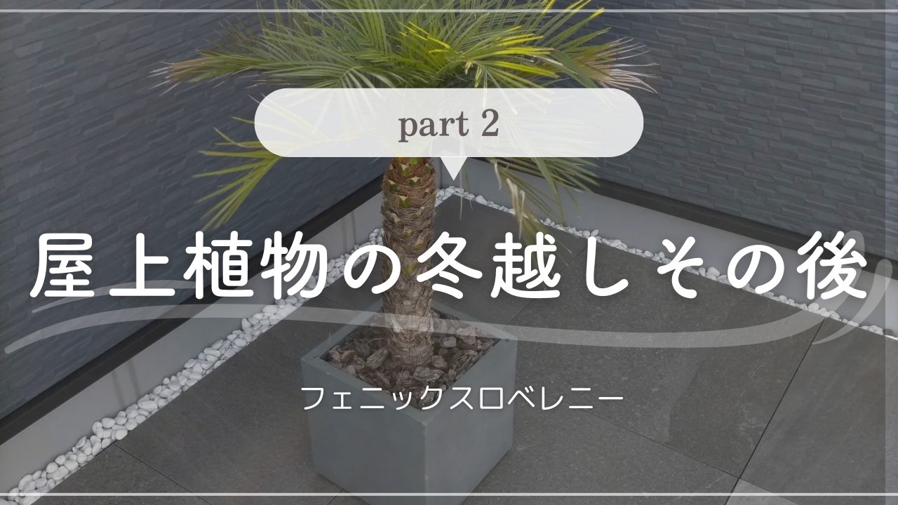屋上植物（フェニックスロベレニー）の冬越しその後part2 - Yuiの
